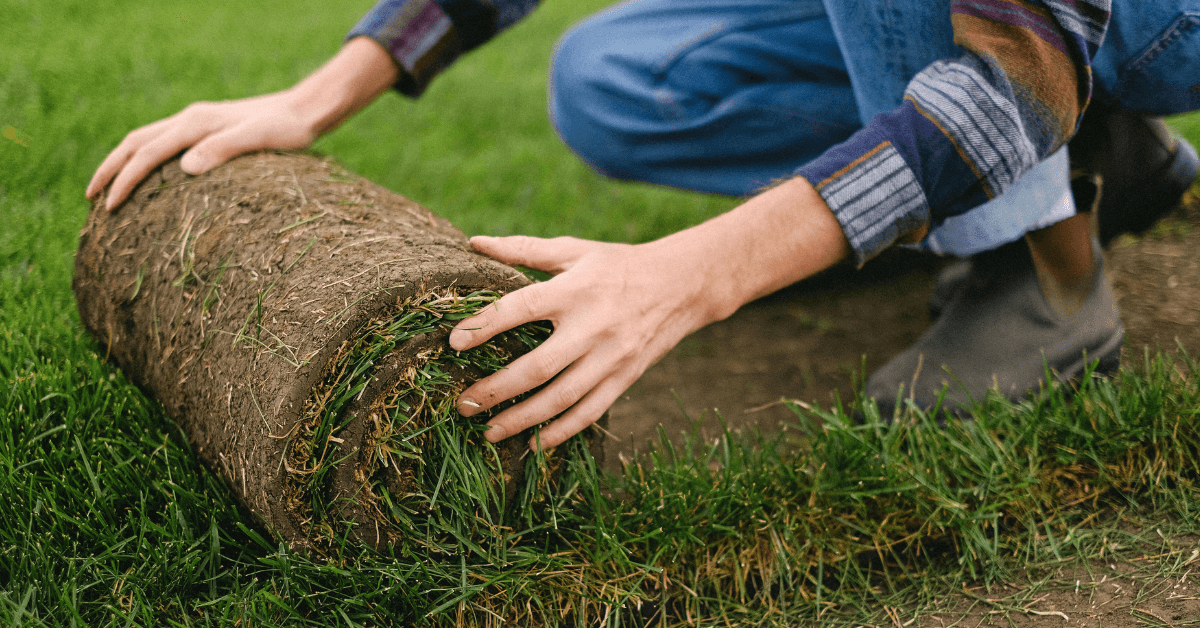 Walking on Freshly Laid Turf Advice