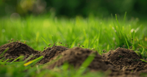 Ants on an ant hill in the grass