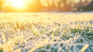 Can You Lay Turf in Winter Featured Image