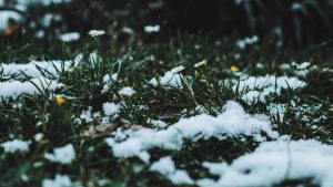 Winter Lawn Care Tips and Advice